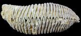 Cretaceous Fossil Oyster (Rastellum) - Madagascar #49879-1